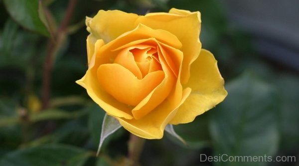 Yellow Rose Flower