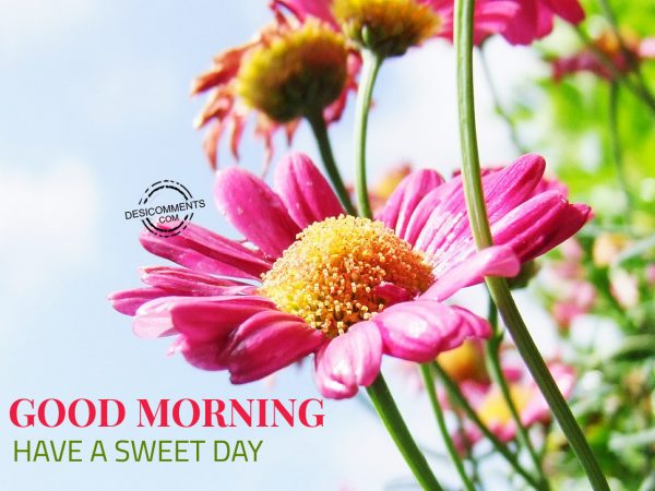 Good Morning – Have A Sweet Day