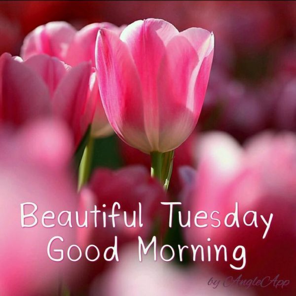 Beautiful Tuesday good morning