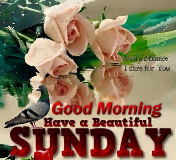 Good Morning Have A Beautiful Sunday