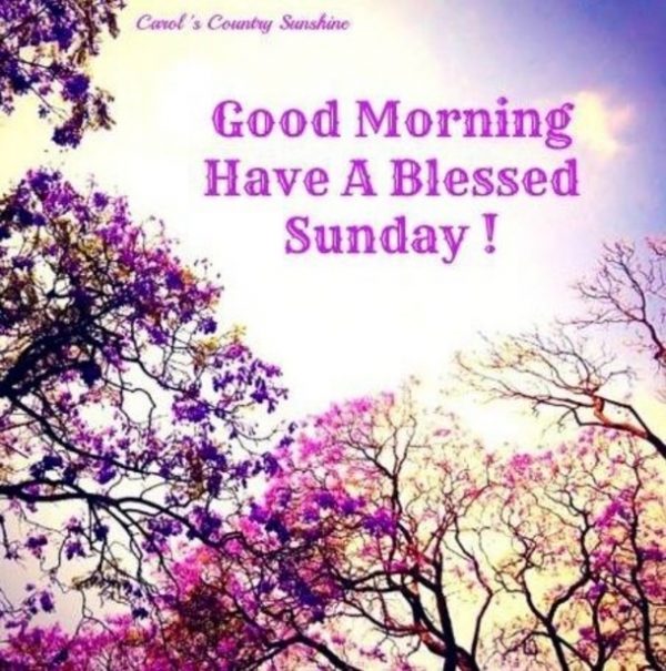 Good Morning Have A Blessed Sunday !