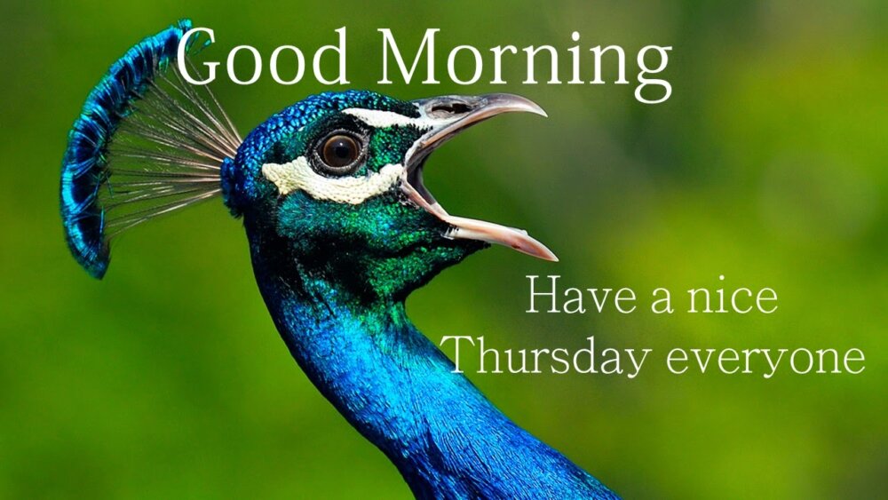 Good Morning Have A Nice Thursday Everyone - DesiComments.com