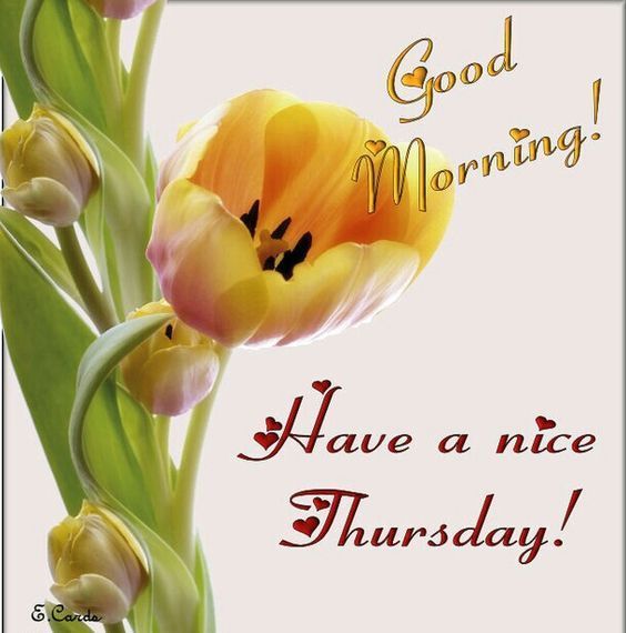 Good Morning Have A Nice Thursday !