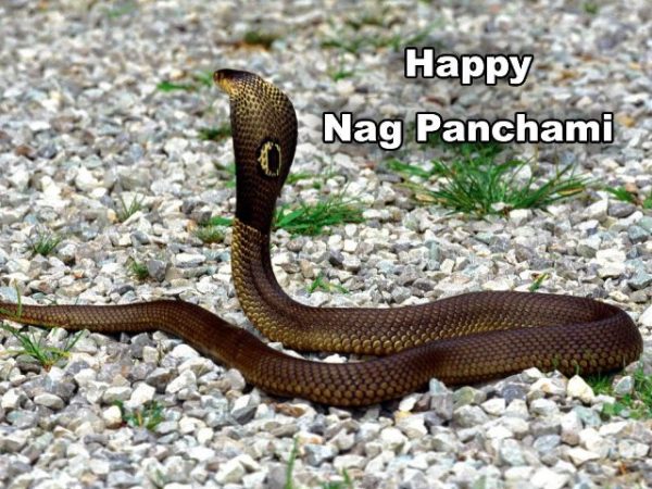 Happy Nag Panchami Pic