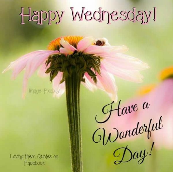 Happy Wednesday Have A Wonderful Day