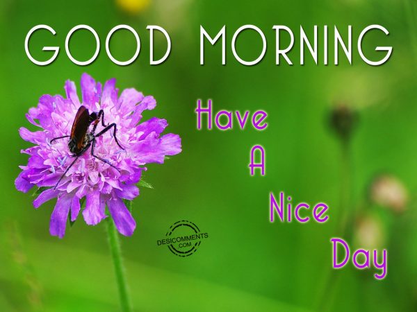 Have A Nice Day... Good Morning Pic