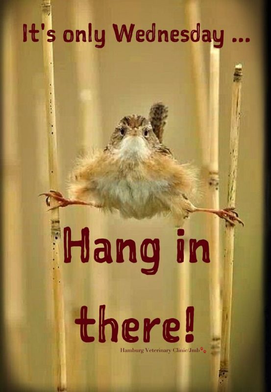 Its Only Wednesday Hang In There