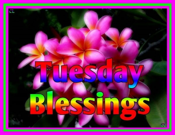 Tuesday blessings Pic