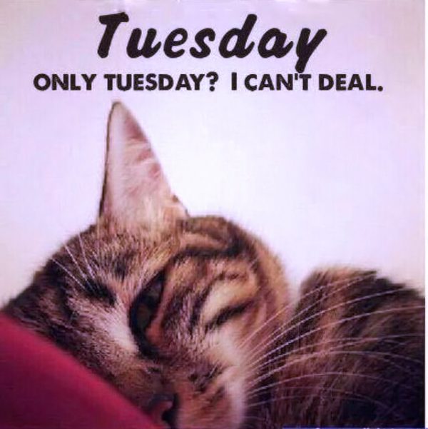 Tuesday Only Tuesday I Canot Deal 