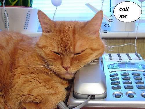 Cat Says Call Me