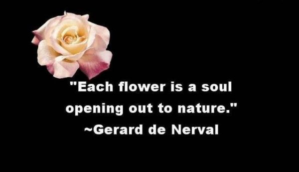 Each Flower Is A Soul