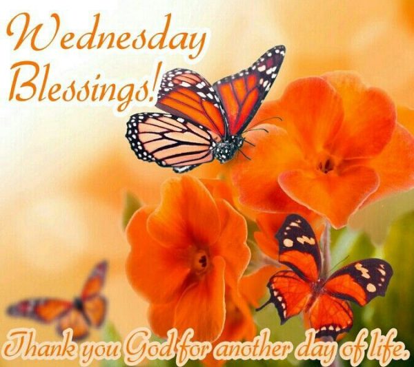 Wednesday Blessings