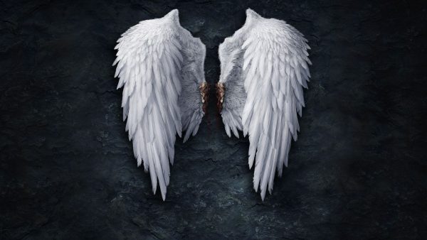 White Angel Wings Picture