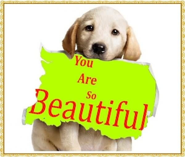 You Are So Beautiful Dog Graphic