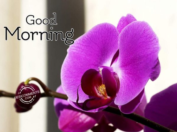 Have A Sweet And Good Day – Good Morning