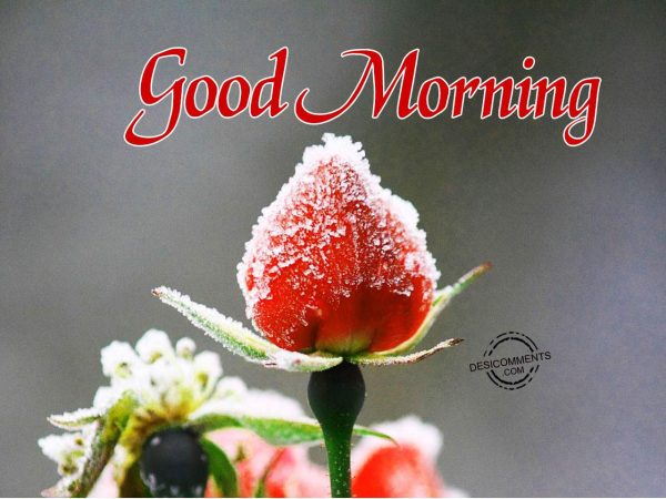 Image Of Good Morning – Have A Great Day