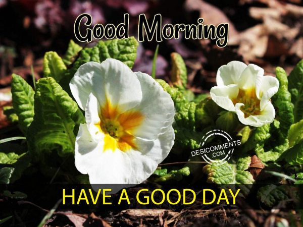 Photo Of Wishing You A Good Day – Good Morning
