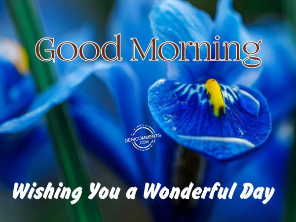 Photo Of Wishing You A Wonderful Day - Good Morning