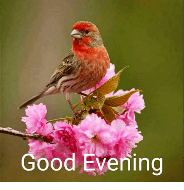 Good Evening With Bird