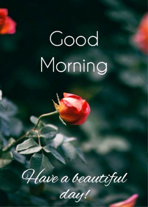 Good Morning Have A Beautiful Day