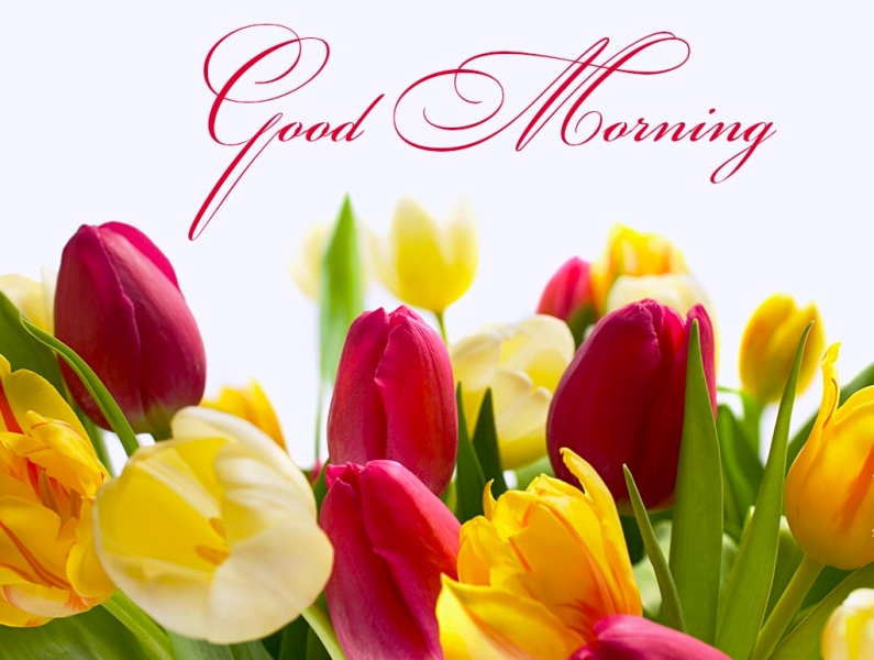 Good Morning With Colorful Flowers Desicomments Com