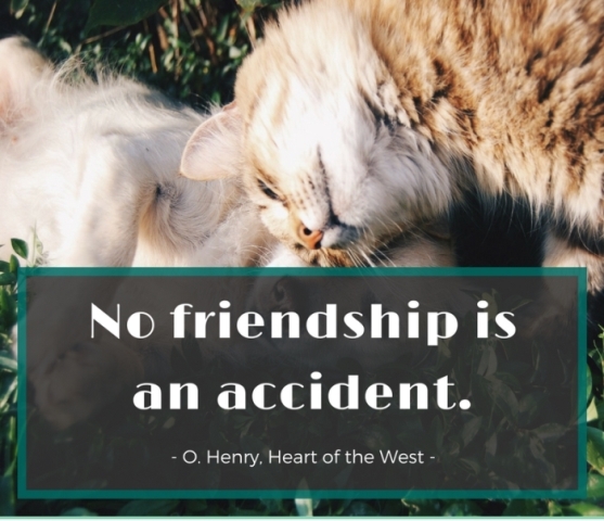 No Friendship Is An Accident