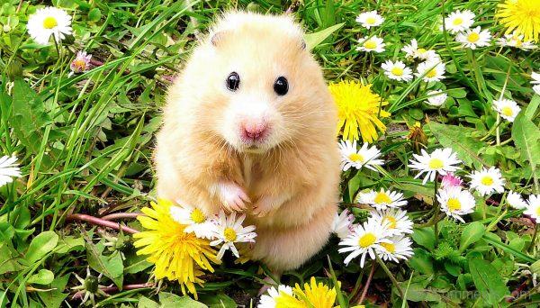 cute baby hamster