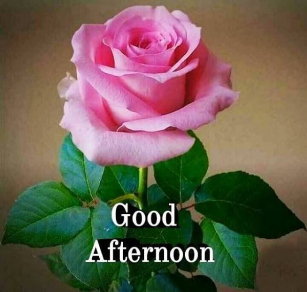 Good Afternoon Beautiful Rose Image