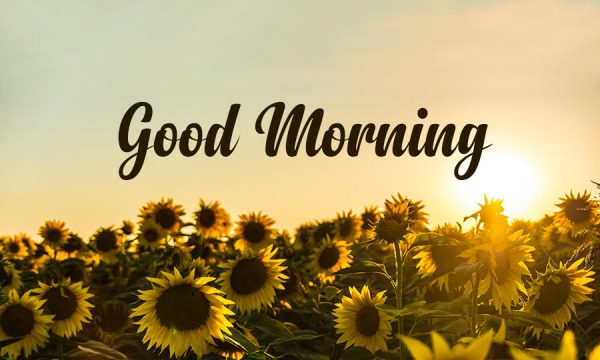 Good Morning Sunflower image