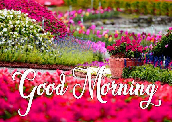 Good-Morning-Beautiful-Flowers-Garden-Image