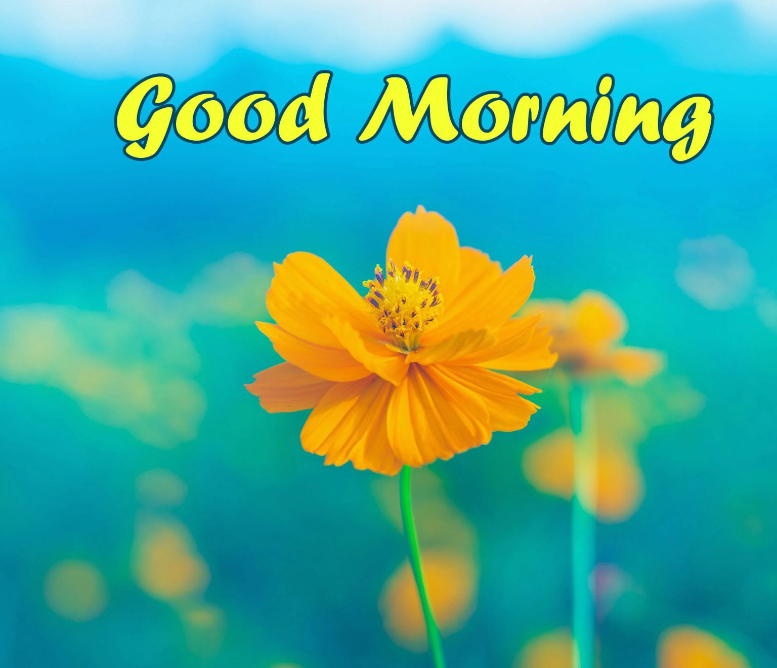 Good Morning Yellow Flower Desi Comments