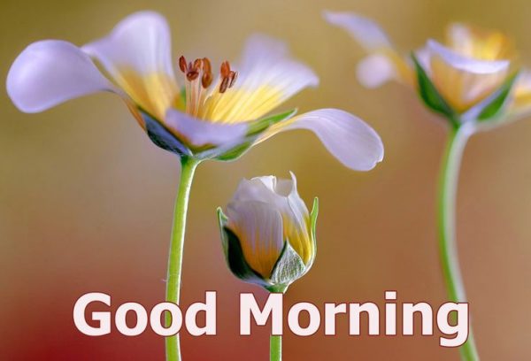 Good-Morning-Beautiful-Flowers-Garden-Image5