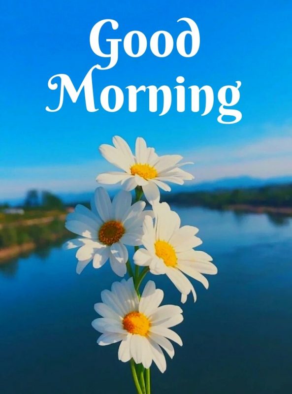 Good morning With Daisy Flower Image