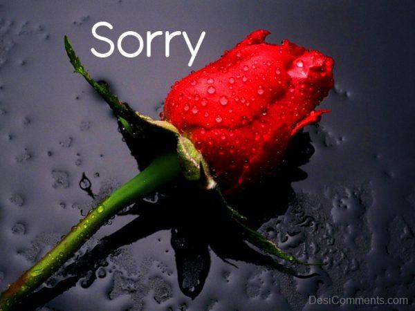 Sorry With Red Rose Pic
