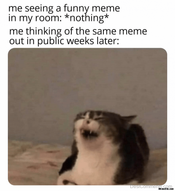 Laughing Cat Meme