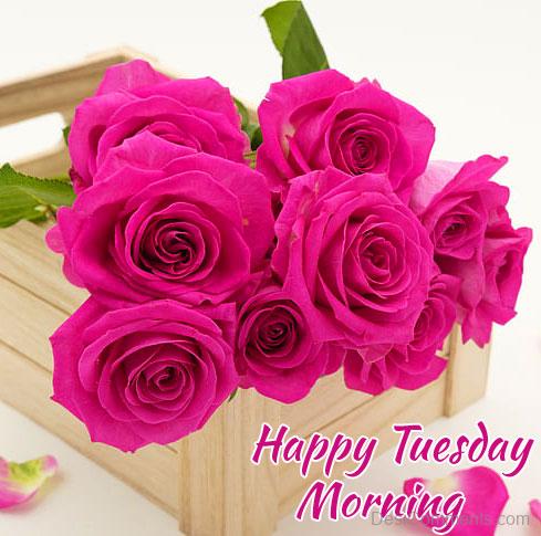 Pink Roses Tuesday