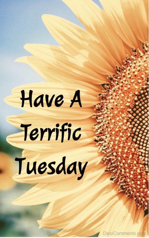 Terrific Tuesday