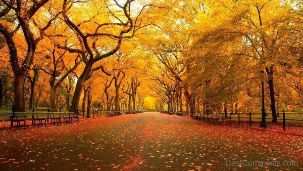 Beautiful Autumn Hd Image