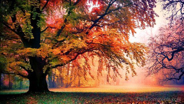 Best Autumn Tree Image