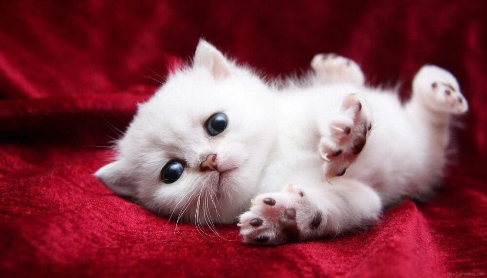 Little Kitten - DesiComments.com