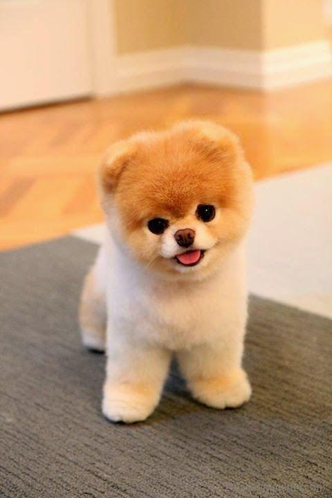 Cutest Dog