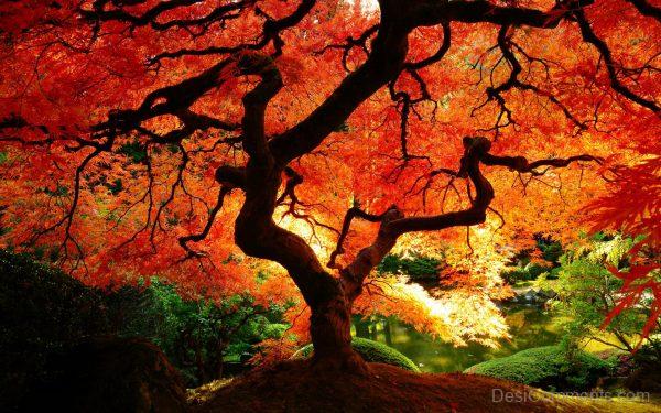 Tree In Autumn Season