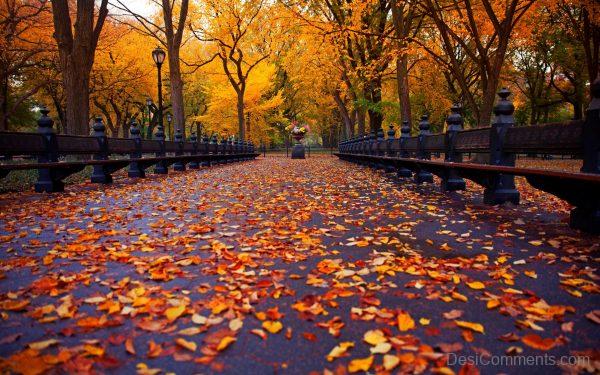 Beautiful Hd Image Of Autumn Season
