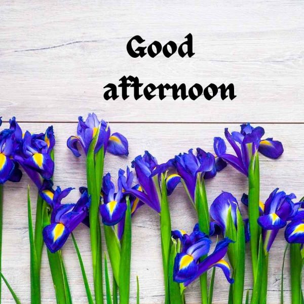 Good Afternoon Blue Flower Image