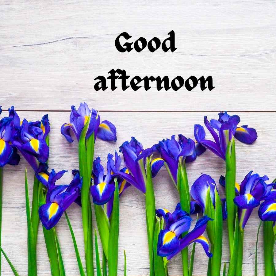 Good Afternoon Blue Flower Image - DesiComments.com