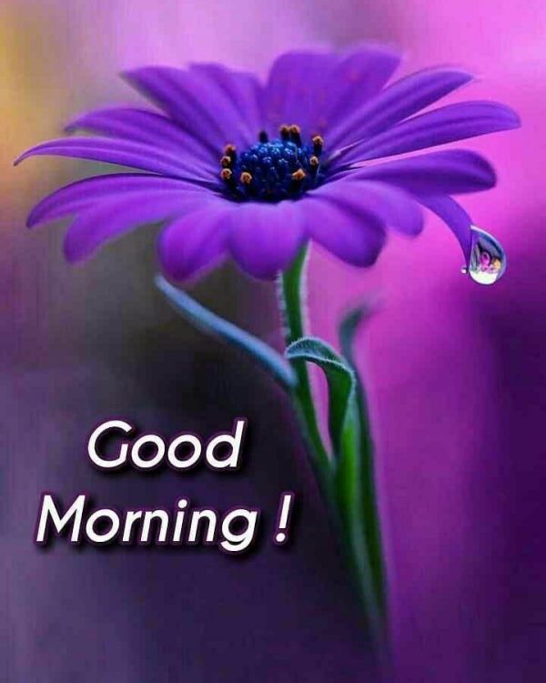 Good Morning Purple Flower Image