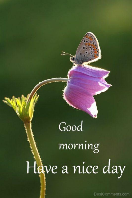 Good Morning Purple Tulip Pic