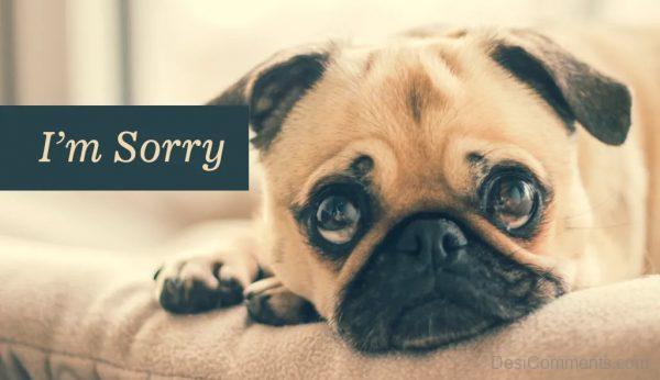 I Am Sorry Dog Pic