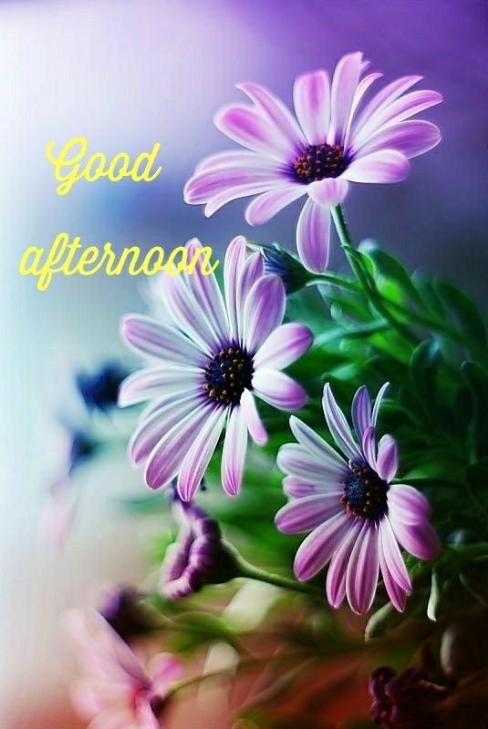 Good Afternoon Purple Flower Image