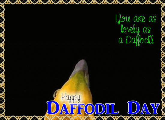 You Are As Lovely As Daffodil